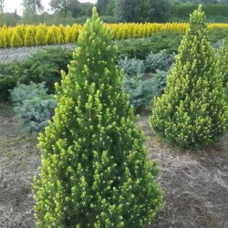 Baltoji eglė - Picea glauca RAINBOWS END