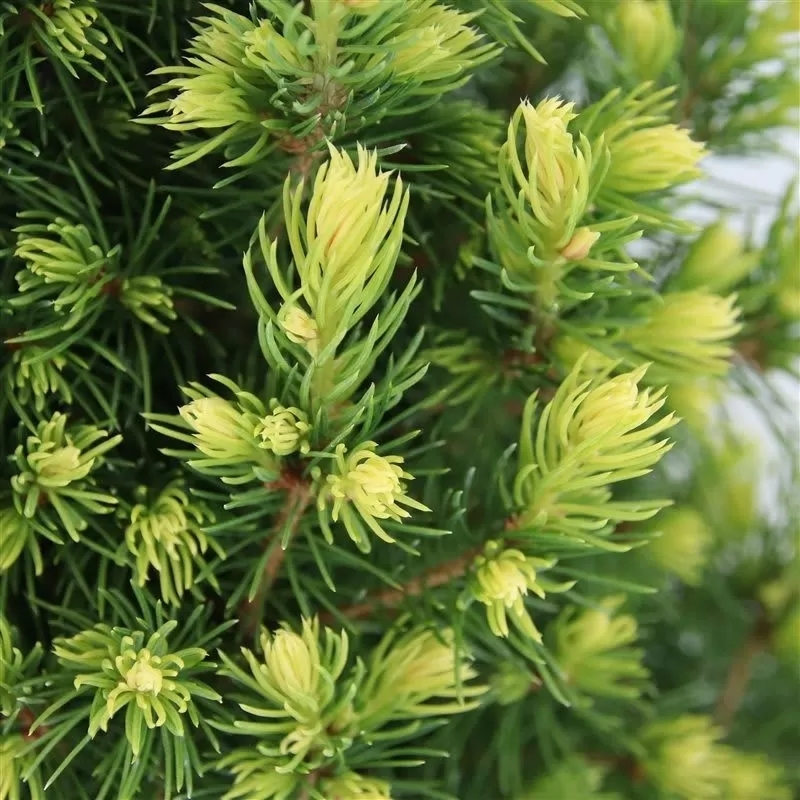 Baltoji eglė - Picea glauca RAINBOWS END