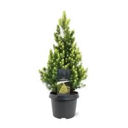 Baltoji eglė - Picea glauca RAINBOWS END