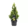 Baltoji (kanadinė) eglė PERFECTA - Picea glauca PERFECTA 10Ø 35cm