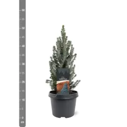 Baltoji eglė - Picea glauca SANDERS BLUE