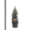 Baltoji eglė - Picea glauca SANDERS BLUE