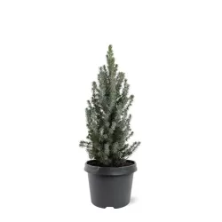Baltoji eglė - Picea glauca SANDERS BLUE