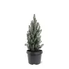 Baltoji eglė - Picea glauca SANDERS BLUE