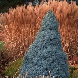 Baltoji eglė - Picea glauca SANDERS BLUE