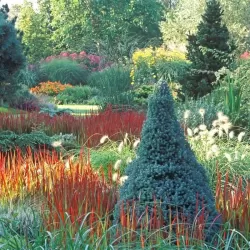 Baltoji eglė - Picea glauca SANDERS BLUE