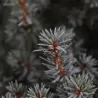 Baltoji (kanadinė) eglė 'Sander's Blue' - Picea glauca 'Sander's Blue'