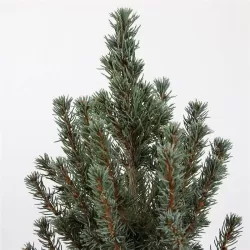 Baltoji eglė - Picea glauca SANDERS BLUE