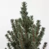 Baltoji eglė - Picea glauca SANDERS BLUE