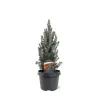 Baltoji (kanadinė) eglė 'Sander's Blue' - Picea glauca 'Sander's Blue'