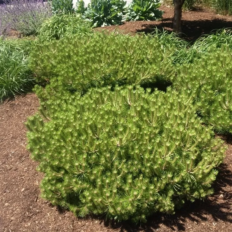 Pinus densiflora LOW GLOW