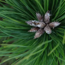 Japoninė pušis - Pinus densiflora LOW GLOW