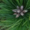 Japoninė pušis - Pinus densiflora LOW GLOW