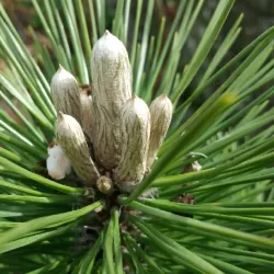 Pinus densiflora LOW GLOW