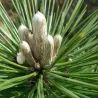 Pinus densiflora LOW GLOW