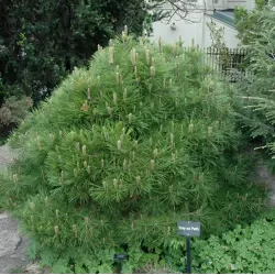 Japoninė pušis - Pinus densiflora LOW GLOW