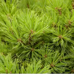 Japoninė pušis - Pinus densiflora LOW GLOW
