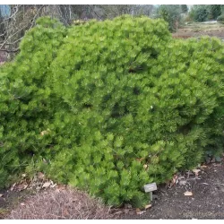 Japoninė pušis - Pinus densiflora LOW GLOW