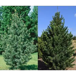 Lanksčioji pušis - Pinus flexilis VANDERWOLFS PYRAMID