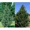 Lanksčioji pušis - Pinus flexilis VANDERWOLFS PYRAMID