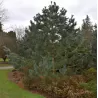 Lanksčioji pušis - Pinus flexilis VANDERWOLFS PYRAMID