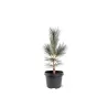Lanksčioji pušis - Pinus flexilis VANDERWOLFS PYRAMID