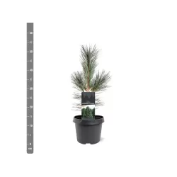 Lanksčioji pušis - Pinus flexilis VANDERWOLFS PYRAMID