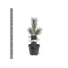 Lanksčioji pušis - Pinus flexilis VANDERWOLFS PYRAMID