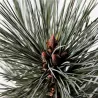 Lanksčioji pušis - Pinus flexilis VANDERWOLFS PYRAMID