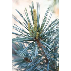 Lanksčioji pušis - Pinus flexilis VANDERWOLFS PYRAMID