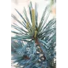 Lanksčioji pušis - Pinus flexilis VANDERWOLFS PYRAMID