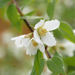 Jazminų Schneesturm sodinukai su pristatymu į namus