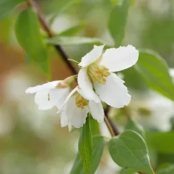 Jazminų Schneesturm sodinukai su pristatymu į namus