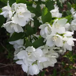 Jazminų Schneesturm sodinukai su pristatymu į namus