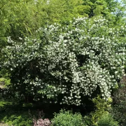 Jazminų Schneesturm sodinukai su pristatymu į namus