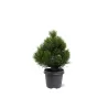 Pinus heldreichii COMPACT GEM