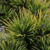 Kalninė pušis - Pinus mugo CARSTENS WINTERGOLD