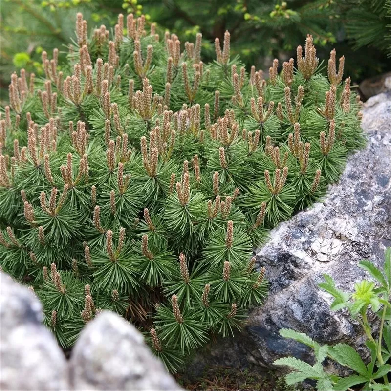Užsisakyk augalus pavasariui jau dabar
