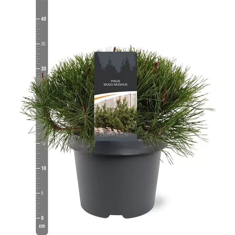 Kalninė keružinė pušis - Pinus mugo mughus