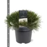 Kalninė keružinė pušis - Pinus mugo mughus