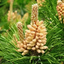Kalninė keružinė pušis - Pinus mugo mughus