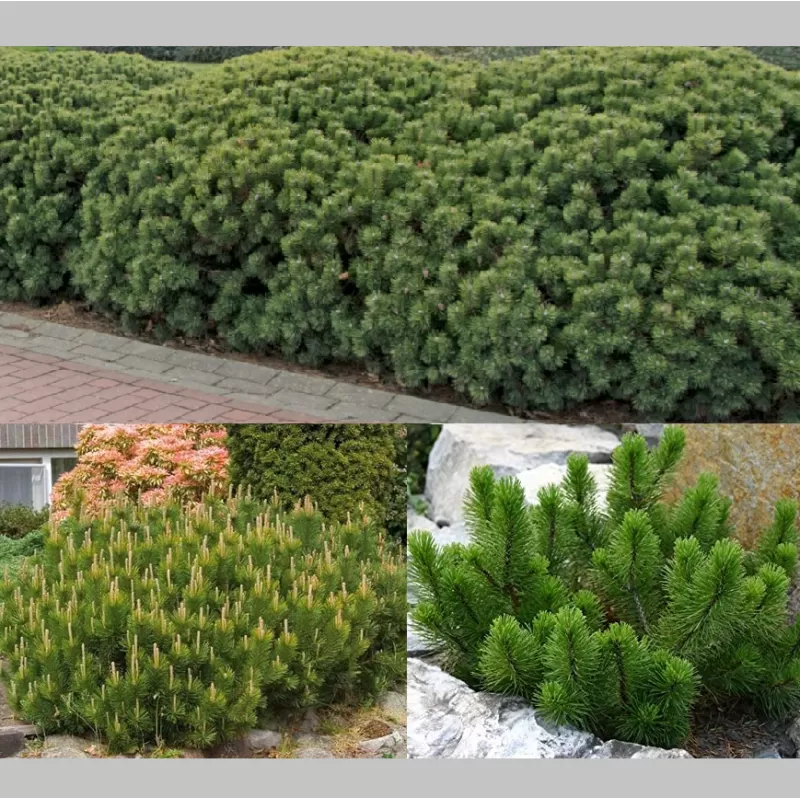 Kalninė keružinė pušis - Pinus mugo mughus