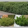 Kalninė keružinė pušis - Pinus mugo mughus