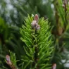 Kalninė pušis - Pinus mugo pumilio