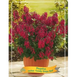 Phygelius rectus CANDY DROPS RED