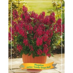 Žiemojanti fuksija - Phygelius rectus CANDY DROPS RED