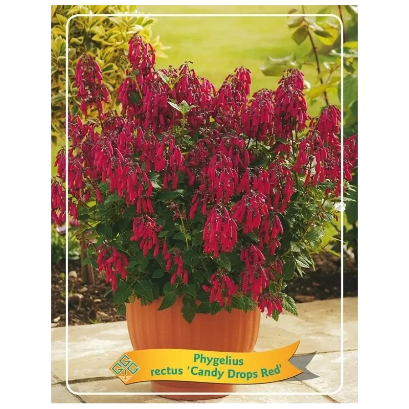 Phygelius rectus CANDY DROPS RED
