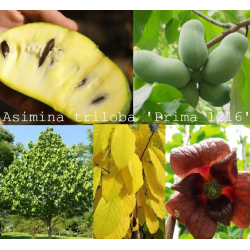 E-medelynas internete: vaismedžiai ir vaiskrūmiai