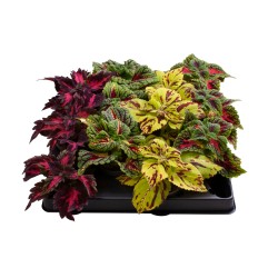 Margeniai (įv.) - Coleus mix