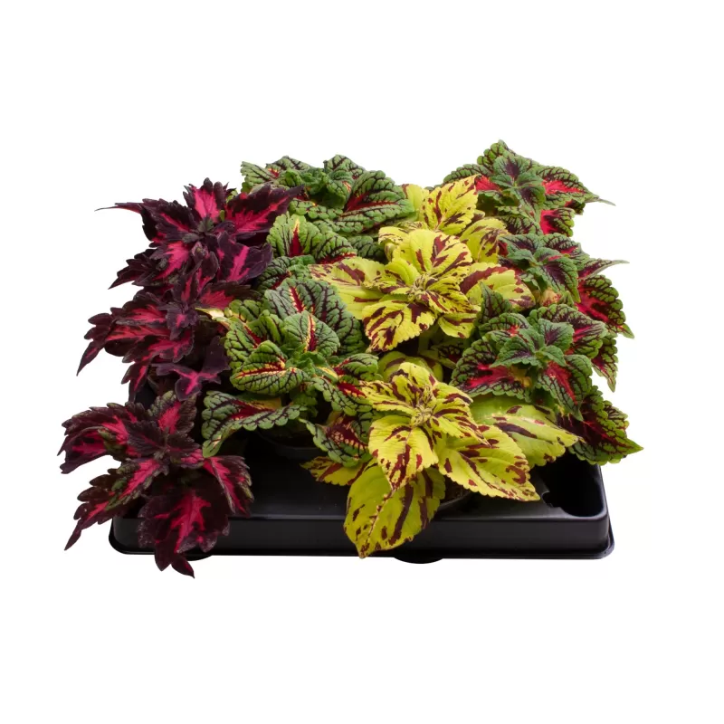 Margeniai (įv.) - Coleus mix